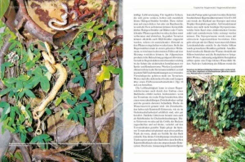 Preview: Pflanzen im Terrarium